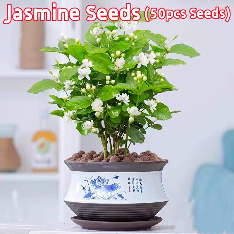 50 เมล็ด ต้นมะลิ เมล็ดบอนสี Fragrant Jasmine Flower Seeds ดอกไม้ เมล็ดพันธุ์ เมล็ดดอกไม้ ไม้ประดับ เมล็ด ต้นไม้มงคล