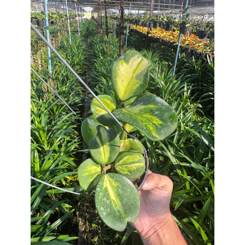 มุมมอง 5