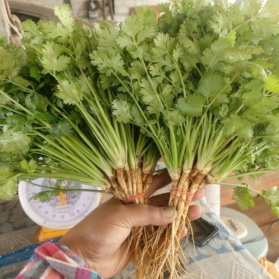 [10แถม1คละได้] เมล็ดพันธุ์ ผักชี ผักชีหอม ผักชีไทย 5-10 กรัม มีคู่มือปลูก - รูปที่ 3