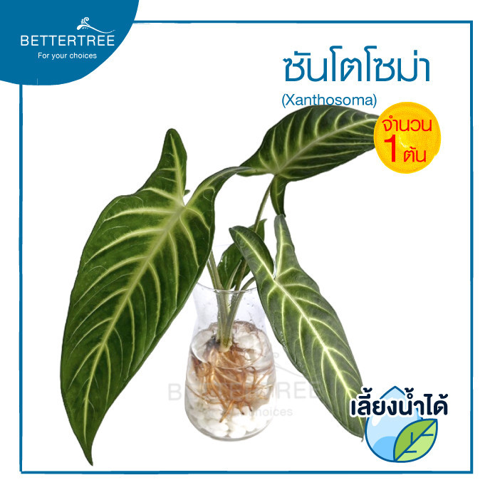 ซันโตโซม่า(จำนวน 1 ต้น )เลี้ยงน้ำได้ Xanthosoma Lindenii ‘Magnificum’ไม้มงคล ไม้ฟอกากาศ