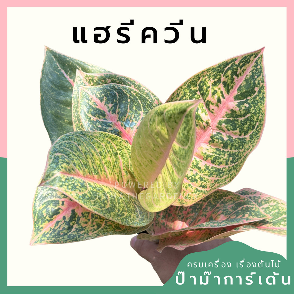 มุมมอง 4