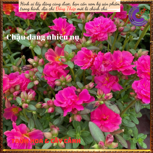 กระถางดอกกุหลาบสุกทุกวัน SHOP PP ONLINE CLICK 24 HOURS