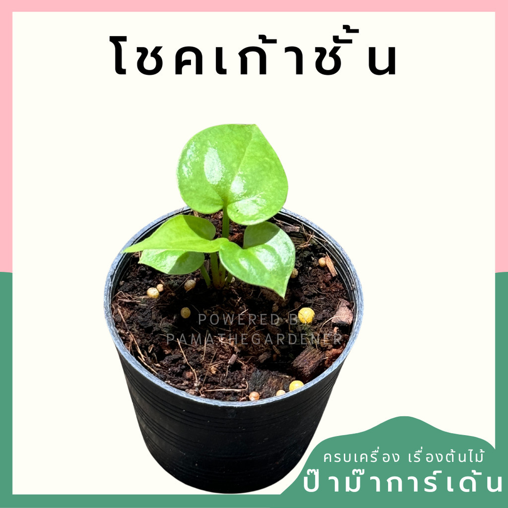 โชคเก้าชั้น กระถาง 3 นิ้ว