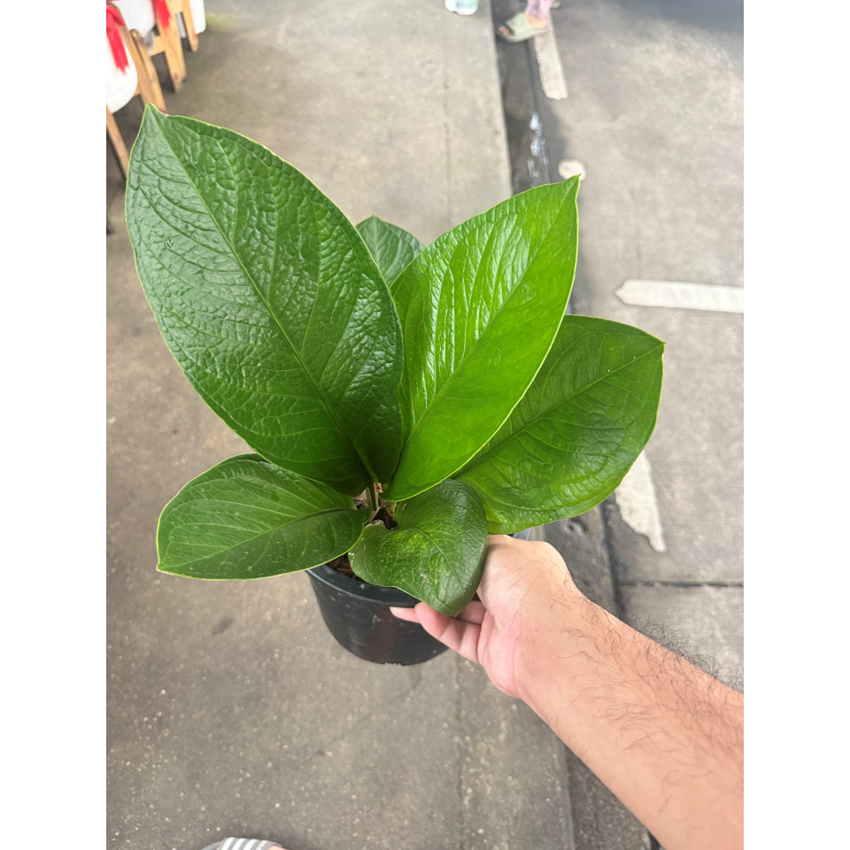 มุมมอง 3