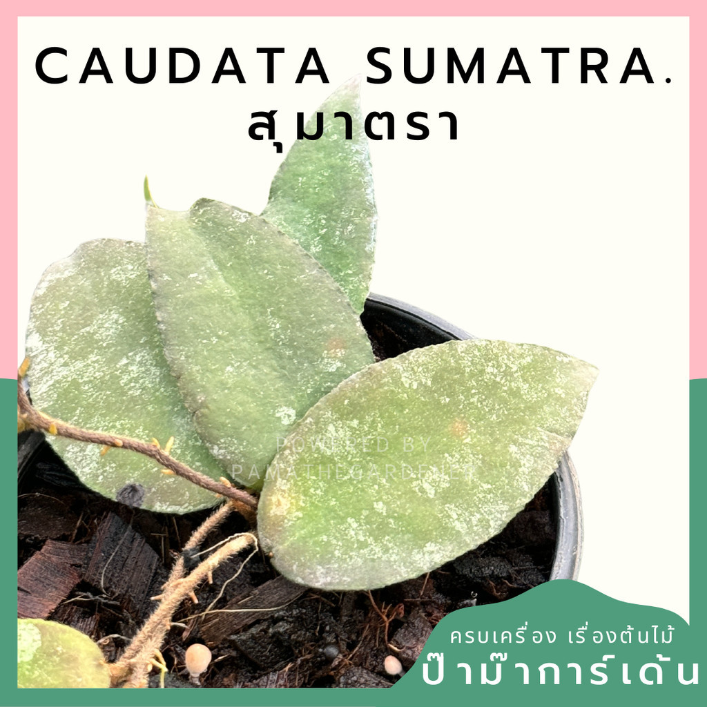 โฮย่าสุมาตรา Hoya Caudata Sumatra red leaves  พร้อมกระถาง 4 นิ้ว