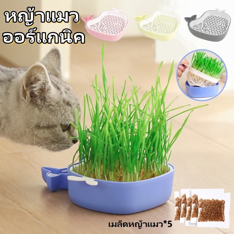COD🌱ชุดหญ้าแมว หญ้าแมว ออร์แกนิค  ชุดปลูกข้าวสาลีแมว  ชุดปลูกหญ้าแมว ปลูกง่าย ส่งเสริมการย่อยอาหาร