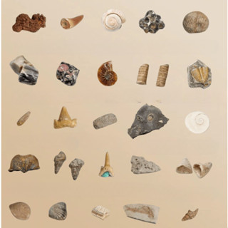 หินโบราณฟอสซิลธรรมชาติเด็กยอดนิยมวิทยาศาสตร์ธรรมชาติวิทยาศาส…