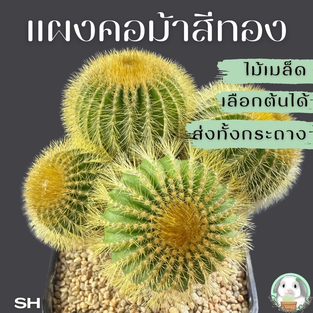 ต้นแผงคอม้าสีทองกราฟตอเฟอโร (เลือกต้นได้) SET SH ( ต้นกระบองเพชร Uebelmannia pectinifera )🌵ต้นแคคตัส❤️