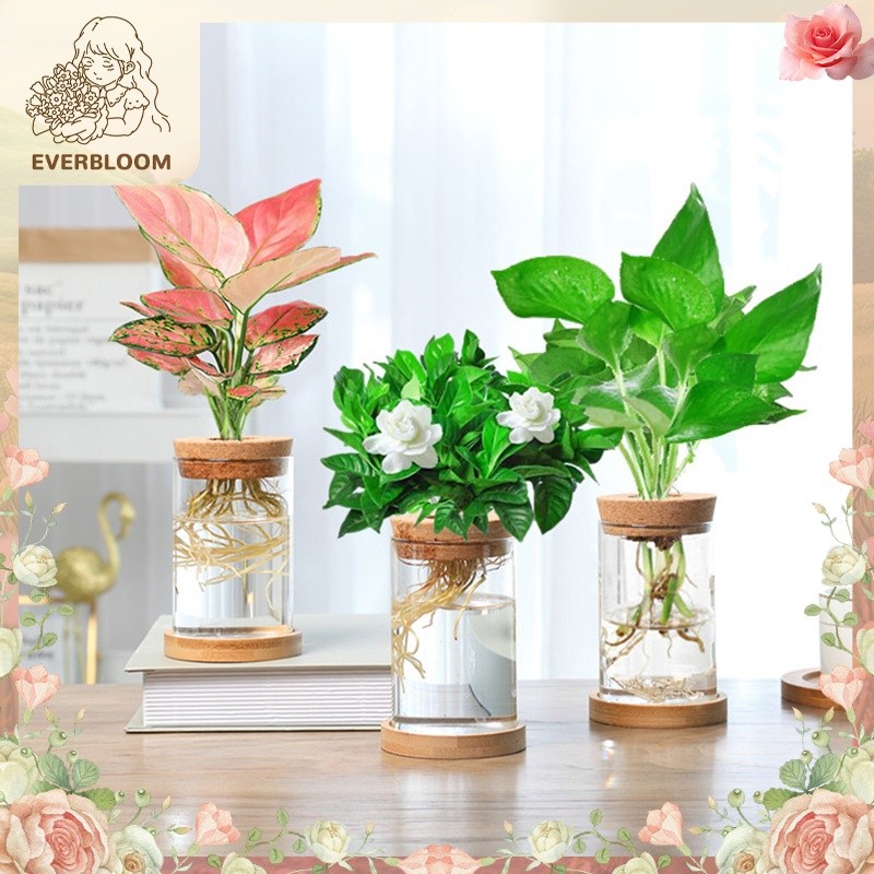 ขวดแก้วไฮโดรโปนิกส์ทรงสูง แก้ว Borosilicate คุณภาพ ✨ สำหรับจัดดอกไม้ หรือปลูกพืชน้ำ สไตล์มินิมอล