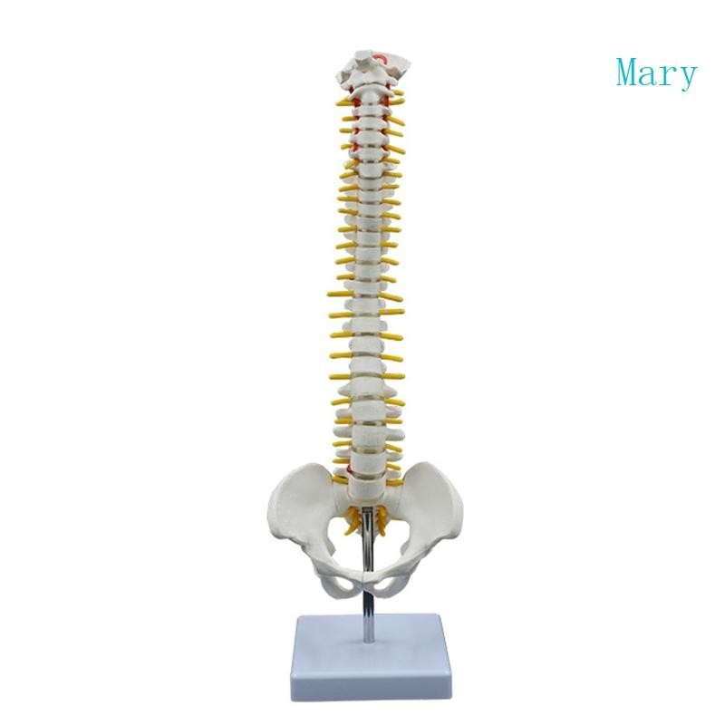 Mary Human Spine รุ่น 1 2 ขนาดชีวิตกระดูกสันหลังกระดูกแสดงกระดูกสันหลังคอเส้นประสาทคอลัมน์เอวชาย Pel