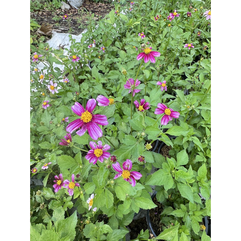 มุมมอง 2