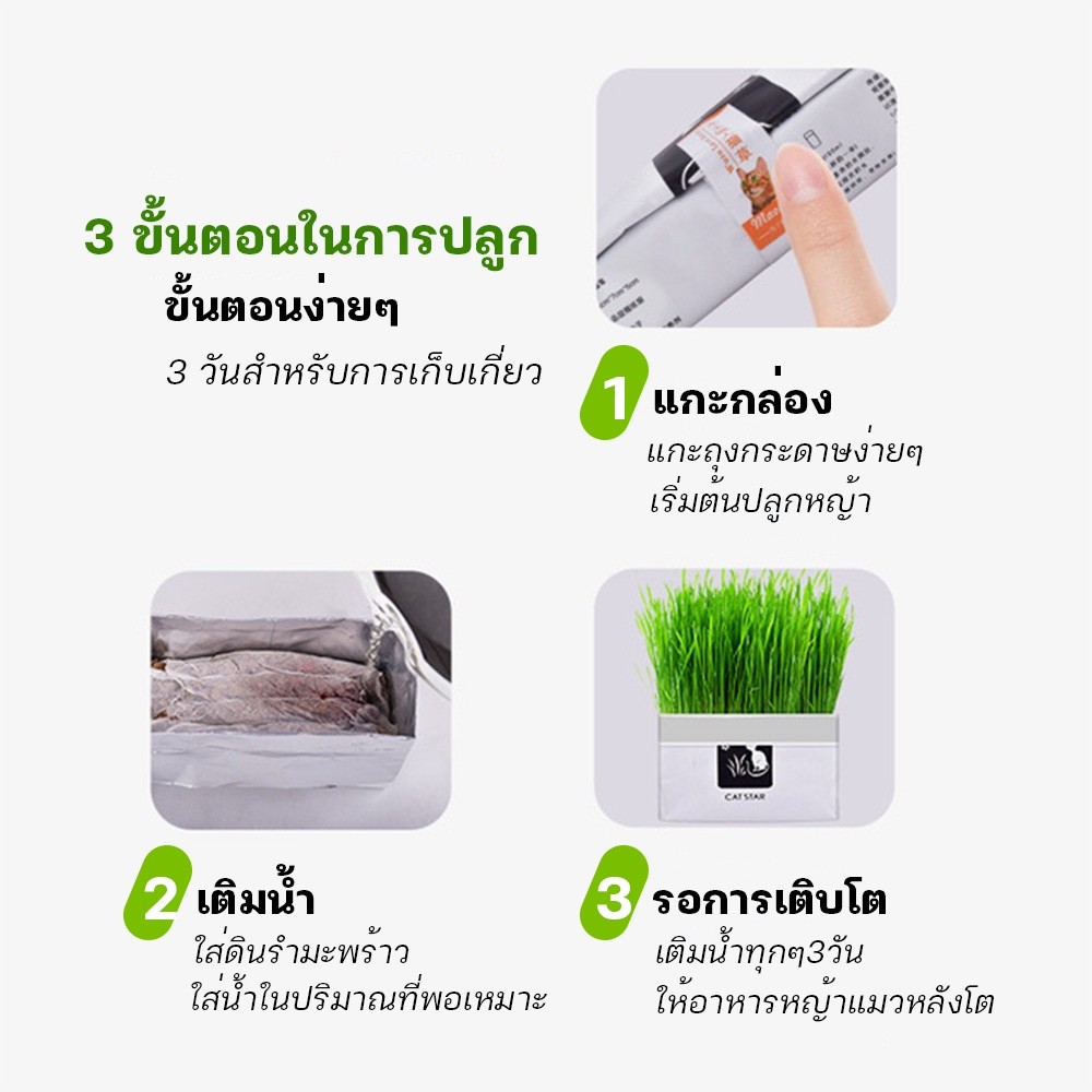 ❤️🔥🌱ชุดปลูกหญ้าแมว🌱 แบบถุงปลูกง่ายแค่เติมน้ำ ต้นอ่อนข้าวสาลี ออแกนิกส์ สำหรับ หมา แมวหนู กระต่าย นก และสัตว์กินหญ้าอื่นๆ - รูปที่ 3