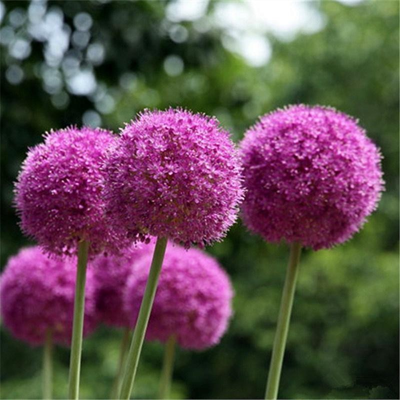 ปลูกง่าย เมล็ดพันธุ์ ดอกอัลเลี่ยม บรรจุ 100เมล็ด Mix Giant Allium Flower Seed ต้นไม้มงคล เมล็ดพันธุ์ดอกไม้ พันธุ์ดอกไม้ - รูปที่ 2