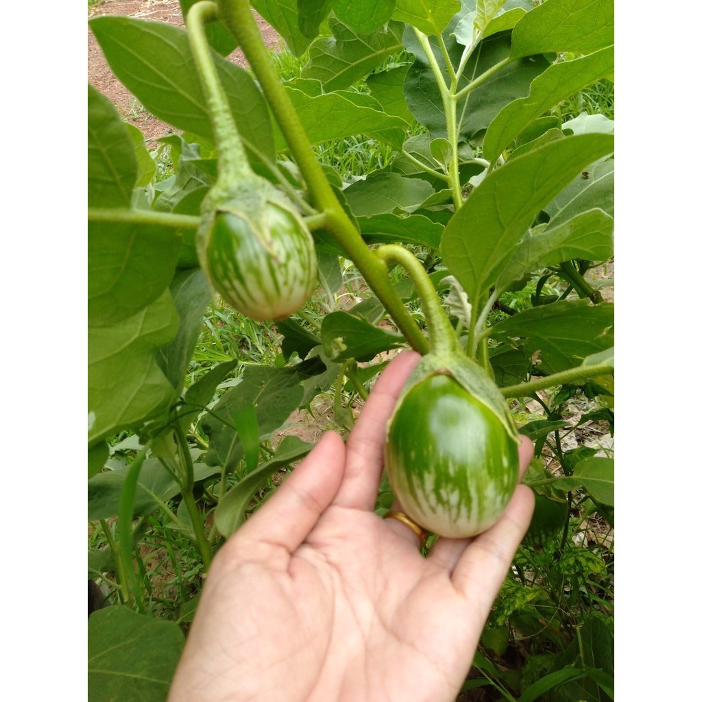 [10แถม1คละได้] เมล็ดพันธุ์ เมล็ดมะเขือเปราะ ลายคางกบ มะเขือลายคางกบ 100 เมล็ด มีคู่มือปลูก