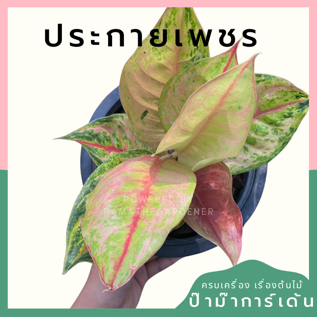 อโกลนีม่า ประกายเพรช Aglaonema