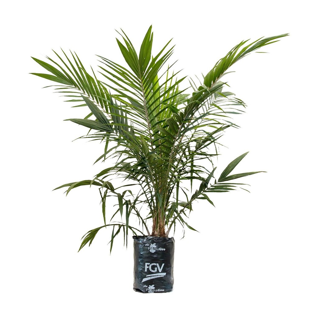 ต้นกล้า ปาล์ม,ยังกัมบิML161 แท้100% ,  ⭐⭐⭐⭐⭐ โทร 080 9738042