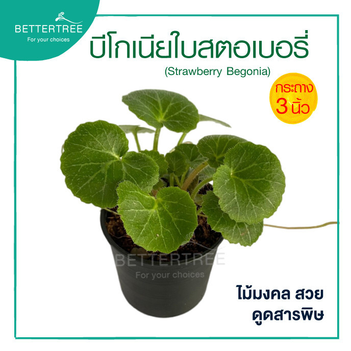 บีโกเนียใบสตอเบอรี่ กระถาง 3 นิ้ว ไม้ฟอกอากาศ ต้นไม้มงคล