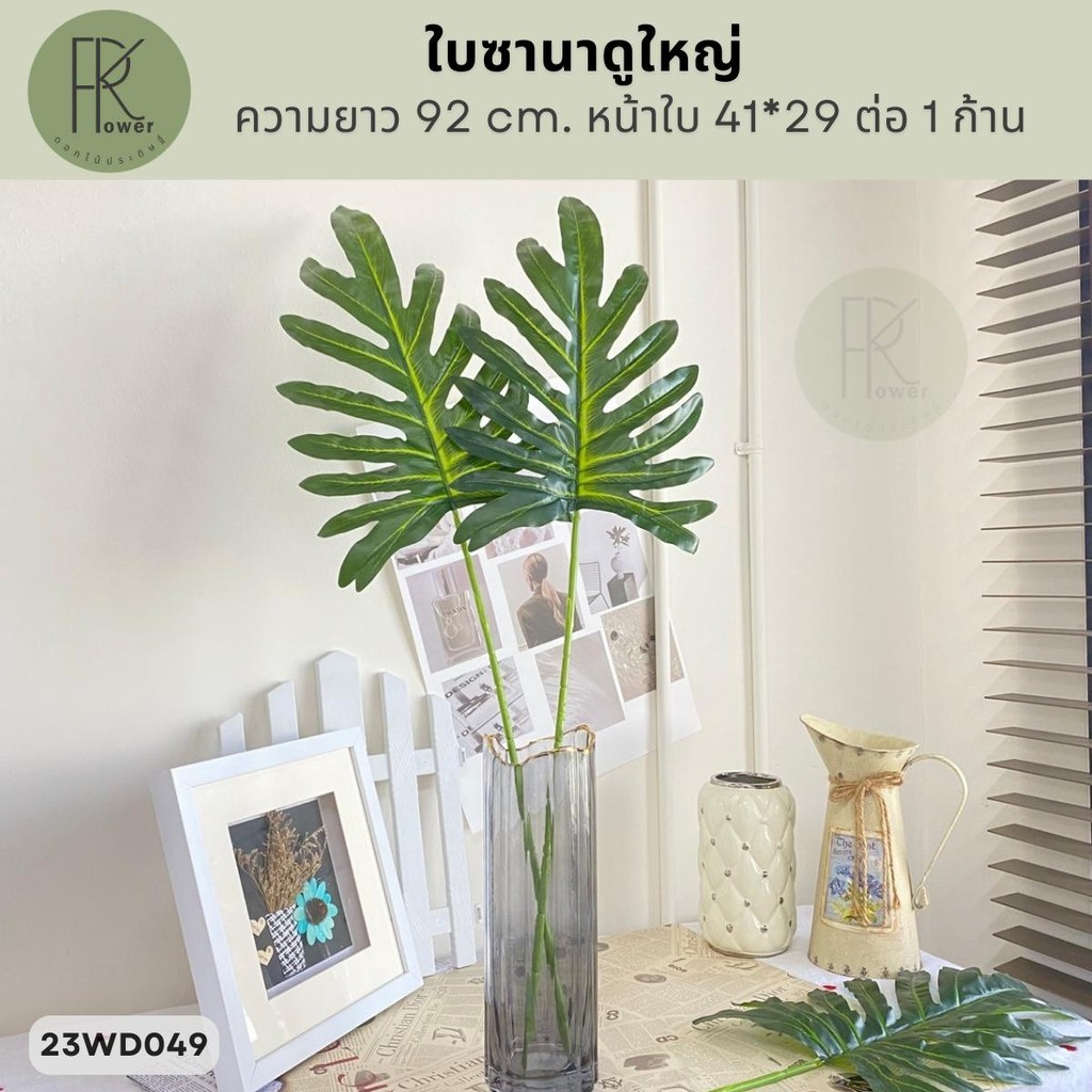 ใบซานาดูใหญ่ ความยาว 92 cm. หน้าใบ 41*29 ต่อ 1 ก้าน