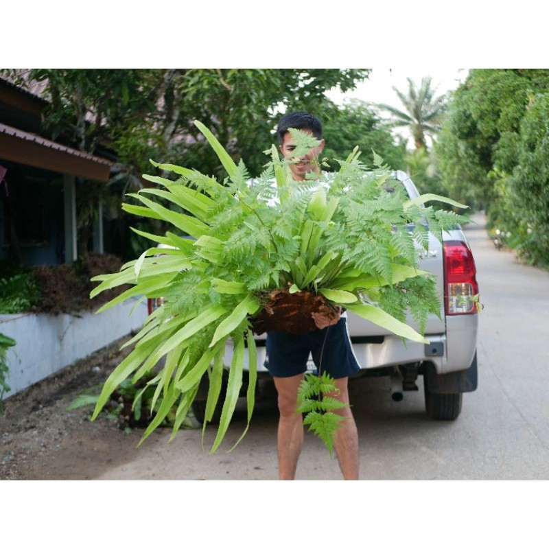 เฟิร์นปีกนก ฟอร์มกอสวย