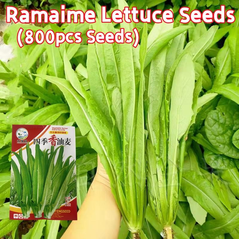 800 เมล็ด โหยวม่ายจีน เมล็ดพันธุ์ 100% Original Sharp Leaf Ramaime Lettuce Seeds for Sale Leaf-used 