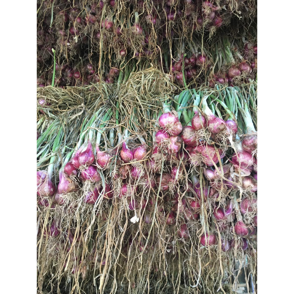 [10แถม1คละได้ ] พันธุ์หัวหอมศรีสะเกษ หอมแดง สำหรับปลูก สวยแบบไม่ตัดจุก มีคู่มือการปลูก - รูปที่ 4