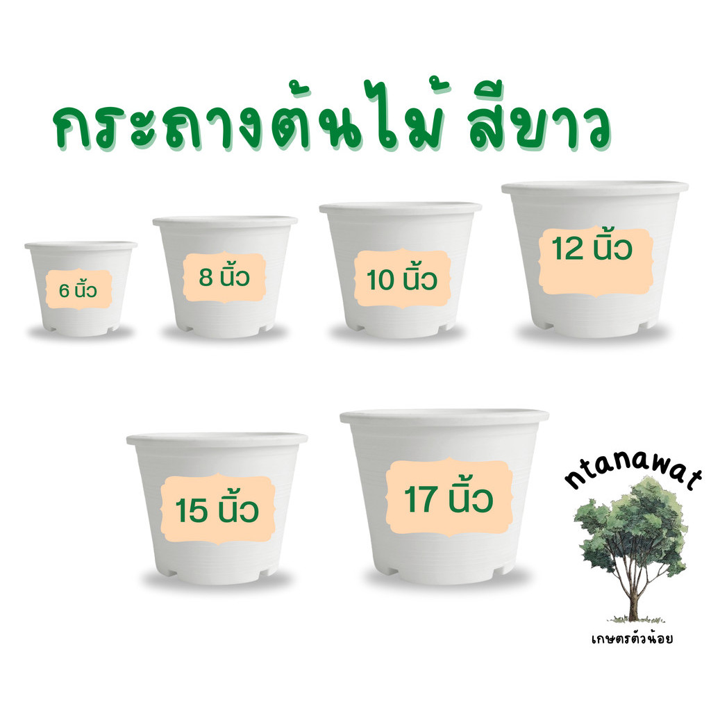 กระถางต้นไม้ สีขาว กระถางพลาสติก กระถางต้นไม้พลาสติก 4 นิ้ว 5 นิ้ว 6 นิ้ว 8 นิ้ว 10 นิ้ว 12 นิ้ว 15 