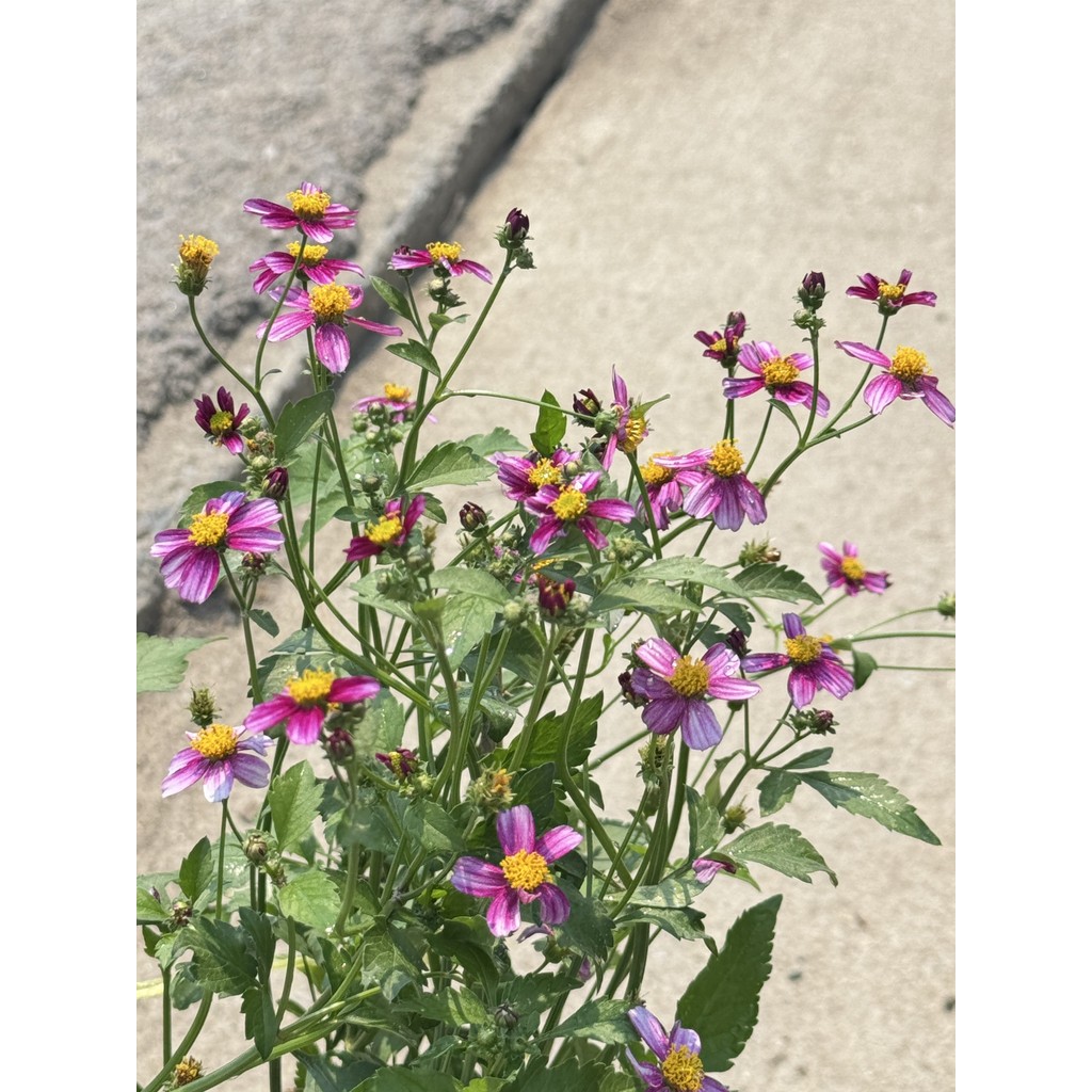 มุมมอง 5