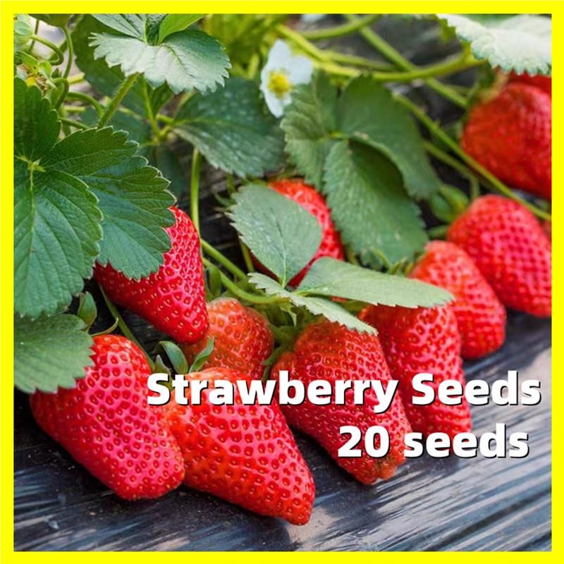 20เมล็ด มล็ดพันธุ์ สตรอว์เบอร์รี่ ไจแอนท์ Sweet Strawberry Seed เมล็ดผลไม้ สตอเบอรี่สด สตรอเบอร์รี่ เมล็ดพันธุ์ผลไม้
