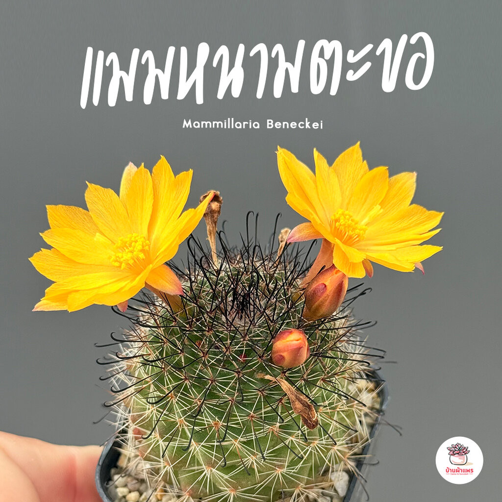 แมมหนามตะขอดอกเหลือง Mammillaria Beneckei แคคตัส กระบองเพชร cactus&succulent