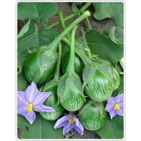 [10แถม1คละได้] เมล็ดพันธุ์ เมล็ดมะเขือเปราะ ลายคางกบ มะเขือลายคางกบ 100 เมล็ด มีคู่มือปลูก - รูปที่ 6