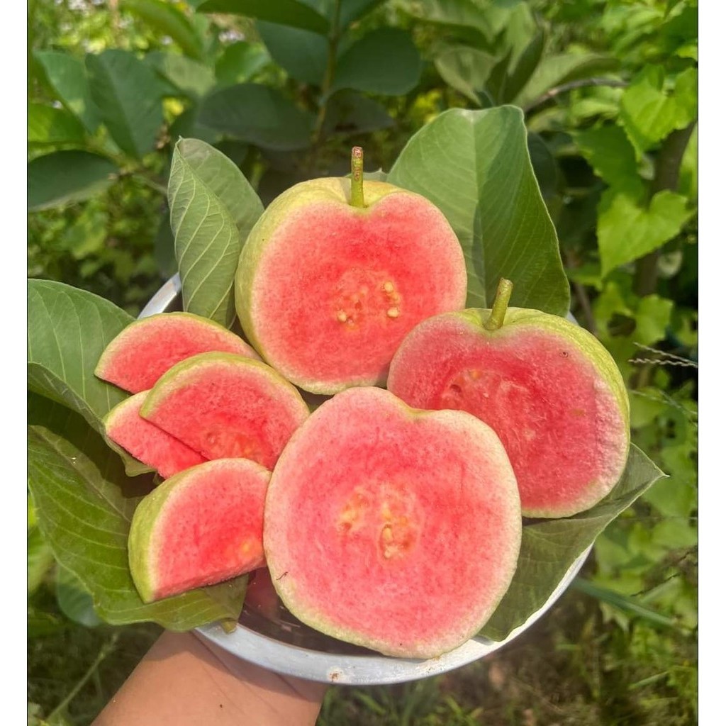 สด ใหม่ จาก ฟาร์ม ทุกวัน ฝรั่งไส้แดงหงส์เป่ามือ กลิ่นหอมเฉพาะตัว 2 กิโลกรัม