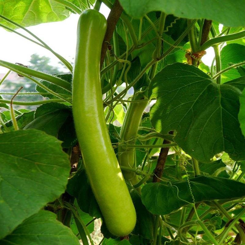 เมล็ดพันธุ์น้ำเต้ายาว บรรจุ 25 เมล็ด Long Bottle Gourd Seed เมล็ดพันธุ์ผัก ผักสวนครัว ผักออร์แกนิก ปลูกผัก สวนครัว โตไว - รูปที่ 2
