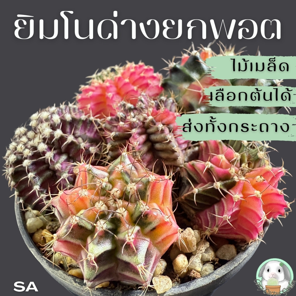ต้นยิมโนด่าง ยกพอตเล็กหลายต้น ไม้เมล็ด (( เลือกพอตได้ )) ส่งทั้งพอต (Gymnocalycium) Set SA - กระบองเพชร ราคาถูก แคคตัส