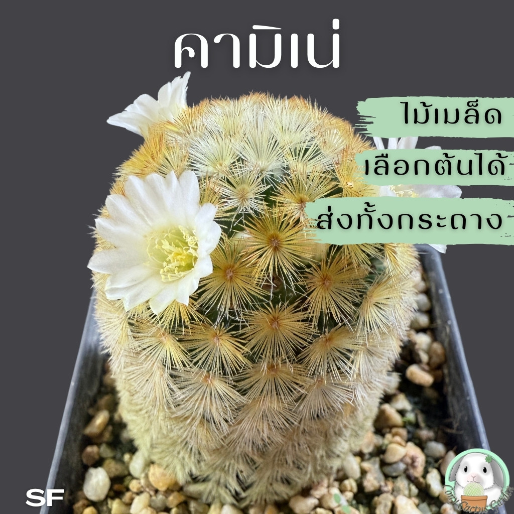 ต้นแมมคามิเน่ (( เลือกต้นได้ )) ส่งทั้งกระถาง Set SF (Mammillaria carmenae) ไม้เพาะเมล็ด - ต้นกระบองเพชร ราคาถูก