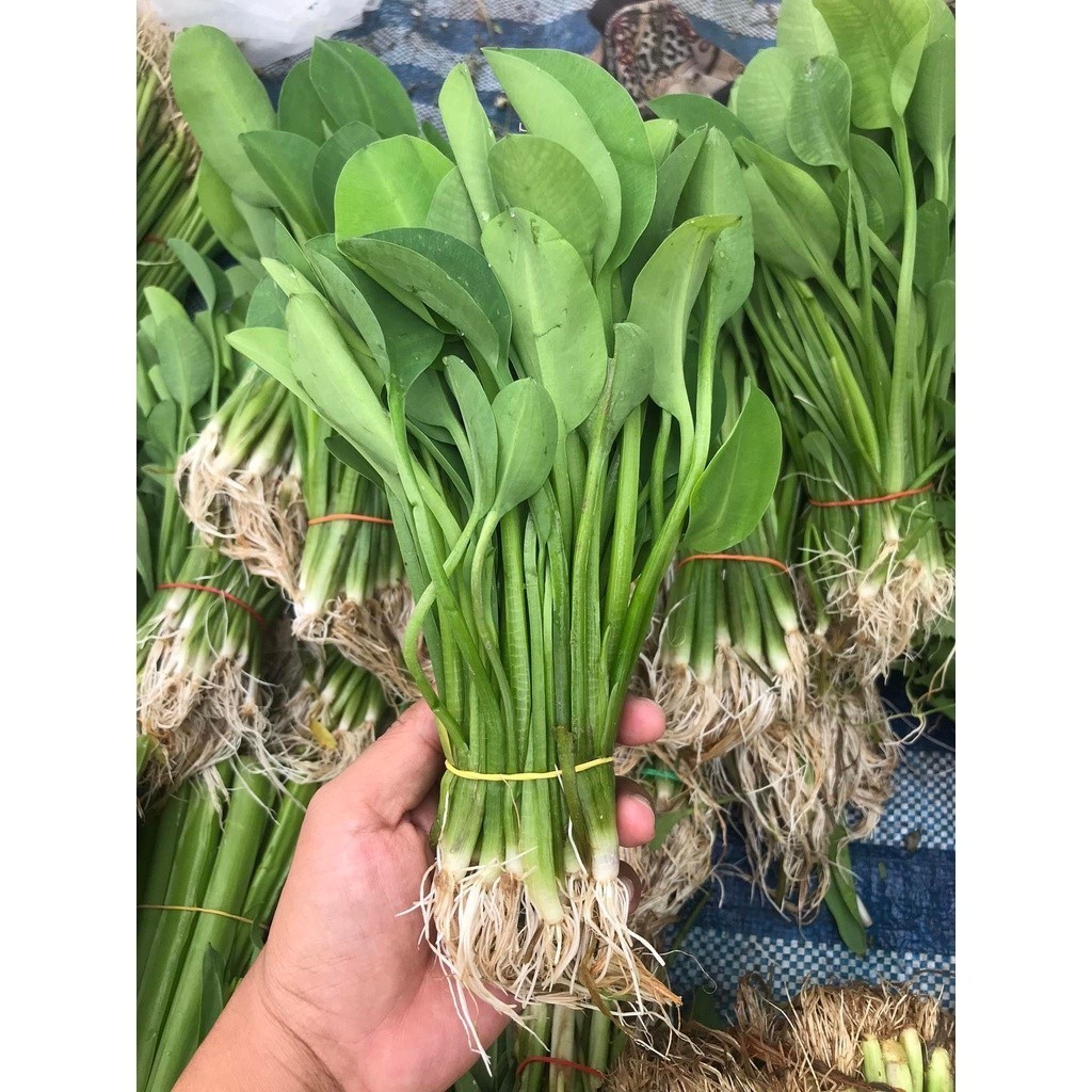 [10แถม1คละได้] ผักพายน้อย ผักก้านจอง ผักคันจอง ผักพาย เมล็ดพันธุ์ ปลูกง่าย 300- 700 เมล็ด มีคู่มือการปลูก
