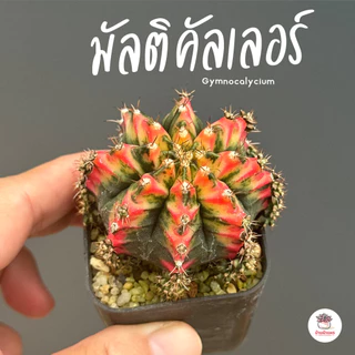 ยิมโนด่าง มัลติคัลเลอร์ ชำหน่อ Gymnocalycium Multicolor แคคตัส กระบองเพชร cactus&succulent