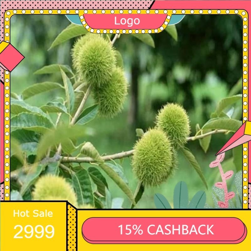 ต้นเกาลัดจีน ต้นนเสียบยอด 2 ปี นำเข้าจากจีน