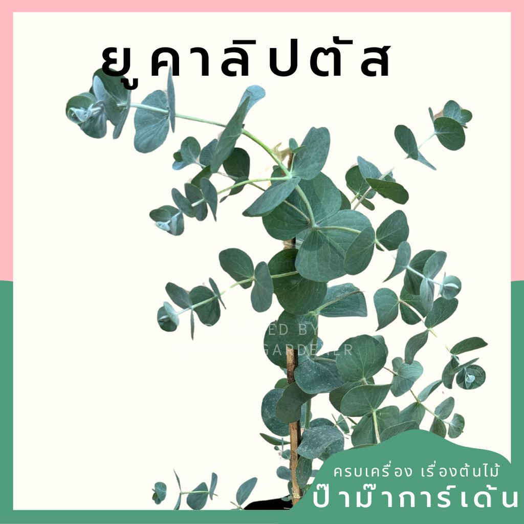 ต้นยูคาลิปตัส ส่งพร้อมถุงดำ