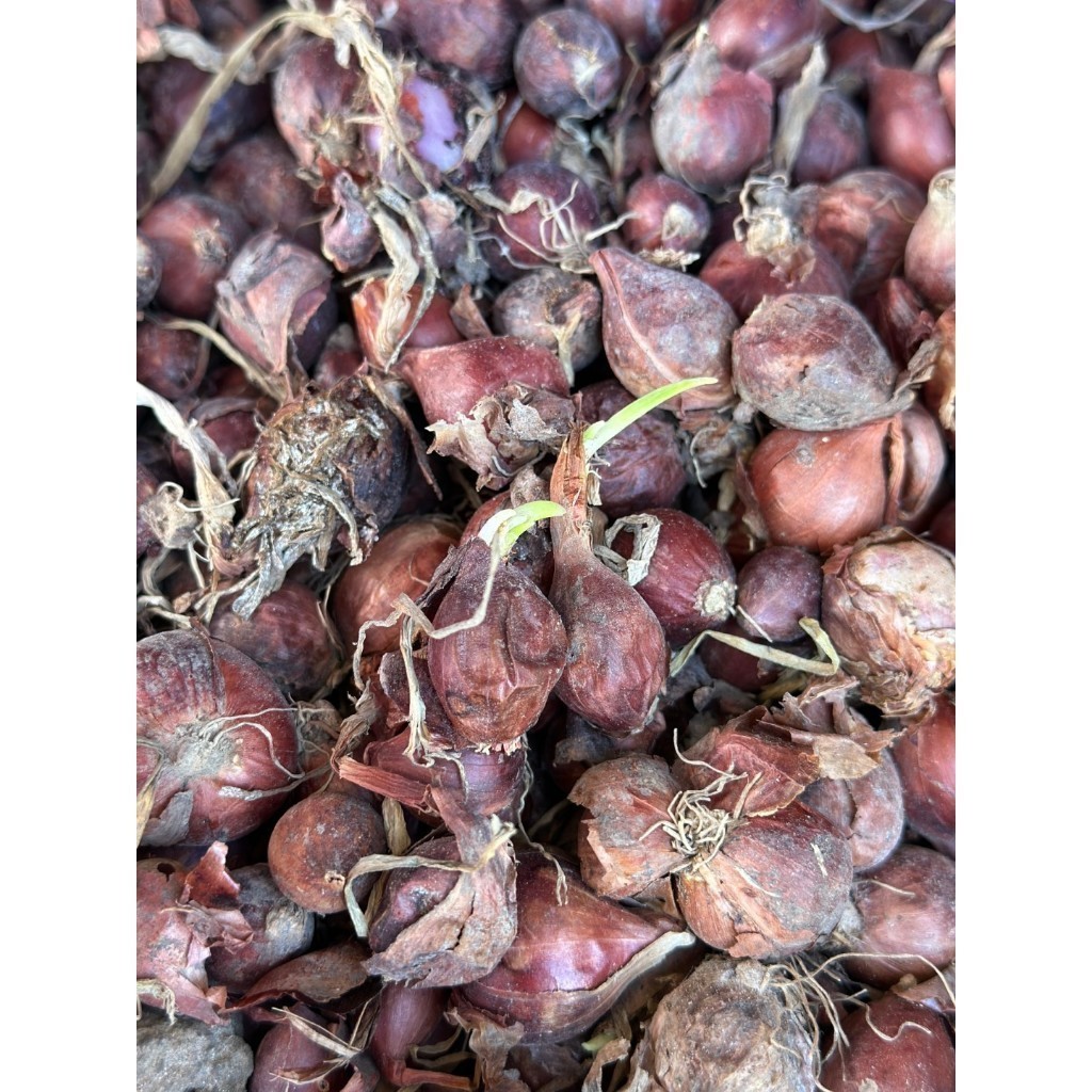 [10แถม1คละได้ ] พันธุ์หัวหอมศรีสะเกษ หอมแดง สำหรับปลูก สวยแบบไม่ตัดจุก มีคู่มือการปลูก