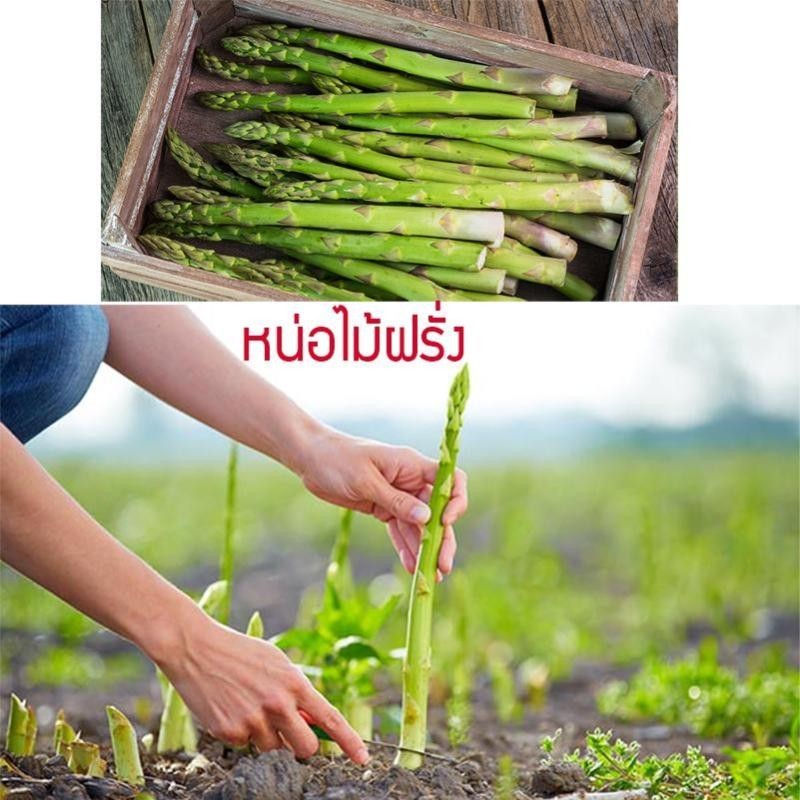 เมล็ดพันธุ์ หน่อไม้ฝรั่ง ( Asparagus Seeds) บรรจุ 50 เมล็ด ผักอร่อย เมล็ดพันธุ์ผัก ต้นไม้มงคล บอนไซ 