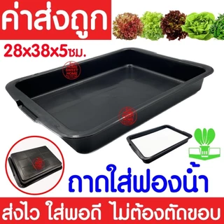 *โค้ดส่งฟรี* ถาดใส่ฟองน้ำ เพาะเมล็ด ถาดเพาะเมล็ดไม่มีรู ถาดเพาะกล้า ปลูกผักไฮโดรโปนิกส์ ถาดเพราะ ฟองน้ำ
