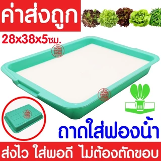 *โค้ดส่งฟรี* ถาดใส่ฟองน้ำ เพาะเมล็ด ถาดเพาะเมล็ดไม่มีรู ถาดเพาะกล้า ปลูกผักไฮโดรโปนิกส์ ถาดเพราะ ฟองน้ำ