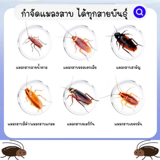 GaGiNang เจลกำจัดแมลงสาบ เหยื่อกำจัดแมลงสาบ ชนิดเจล ใช้ได้ในระยะยาวถึง 6 เดือน กล่อง มี 8 ชิ้น