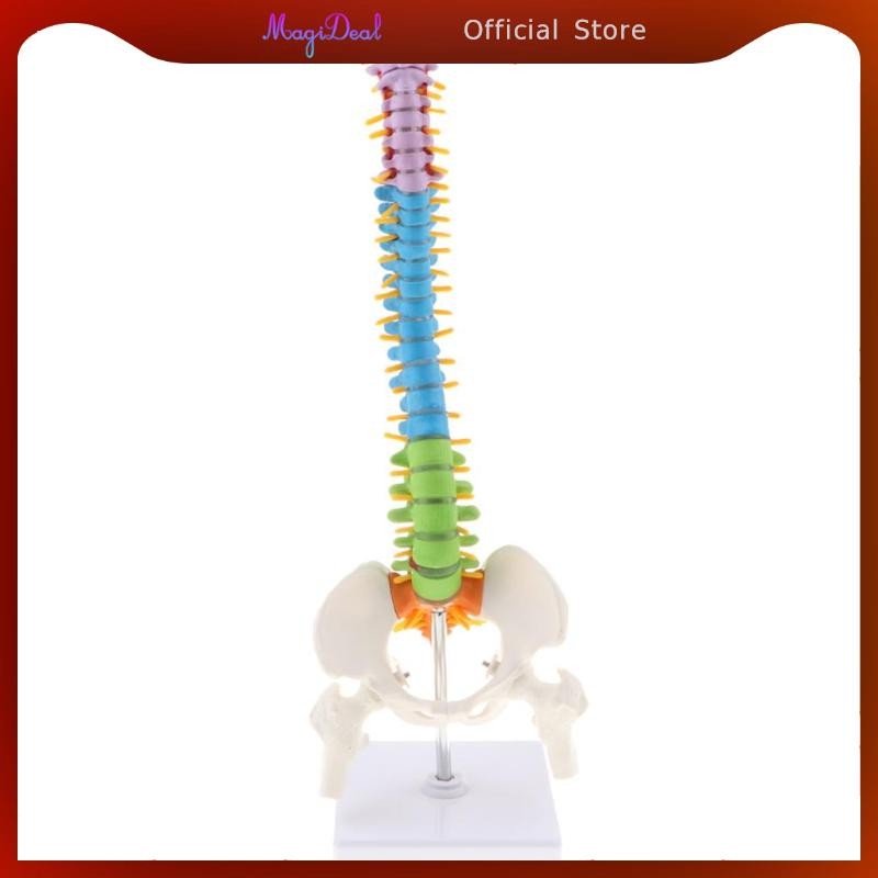 Magideal กระดูกสันหลังยืดหยุ่น 45 ซม. พร้อม Pelvis & Femur รหัสสี ภาพ Life Size As