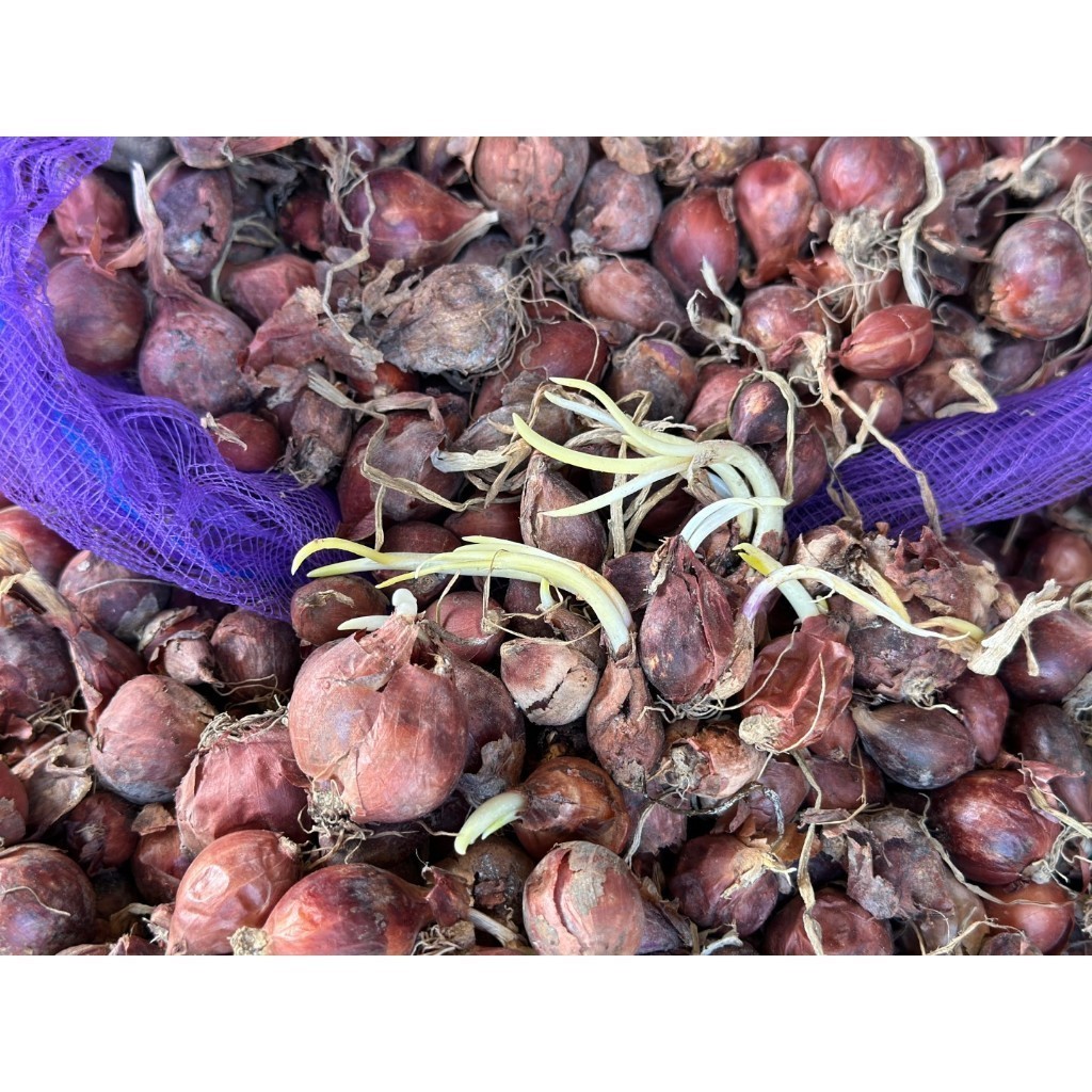 [10แถม1คละได้ ] พันธุ์หัวหอมศรีสะเกษ หอมแดง สำหรับปลูก สวยแบบไม่ตัดจุก มีคู่มือการปลูก - รูปที่ 2