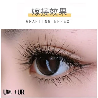 U ขนตามุมกว้างขยายขนตา Camellia Grafted Eyelashes UR ไม่ต้องยกไม่ยุบตัวต่อขนตาสไตล์จีนพิเศษ