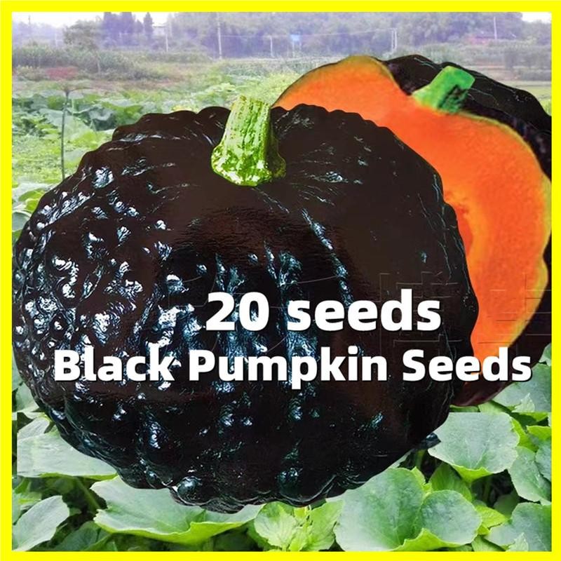 เมล็ดฟักทองญี่ปุ่น Japanese Pumpkin Seed  - 20เมล็ด/ซอง อัตรางอกสูง เมล็ดพันธุ์ฟักทองญี่ปุ่น Sweet C