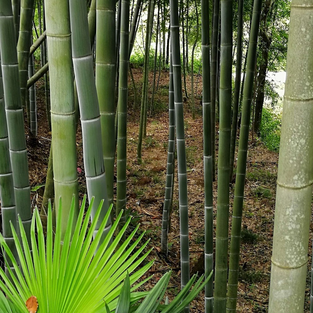 100 เม็ด/ซอง เมล็ดพันธุ์ไผ่ โมโซ ไม้ไผ่ใช้สำหรับแปรรูป ทำเฟอร์นิเจอร์ ของใช้ต่าง ๆ (มีคู่มือการเพาะปลูก)