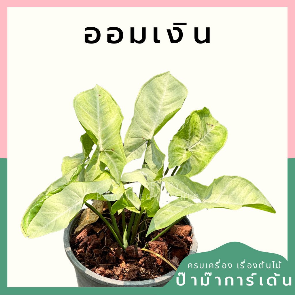 มุมมอง 2