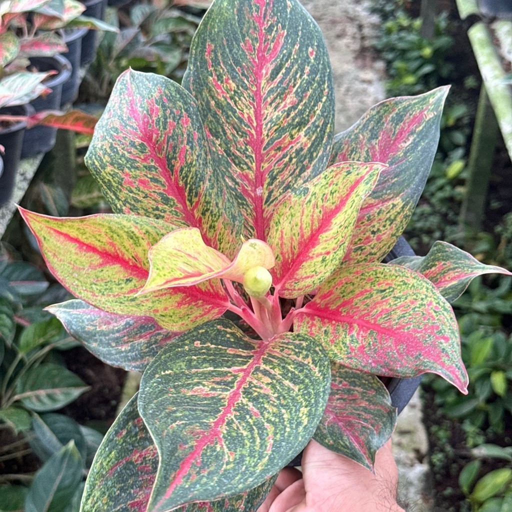 มุมมอง 5